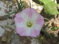 Convolvulus arvensis